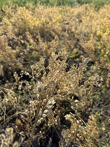 field penny-cress