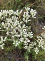 Eupatorium glaucescens
