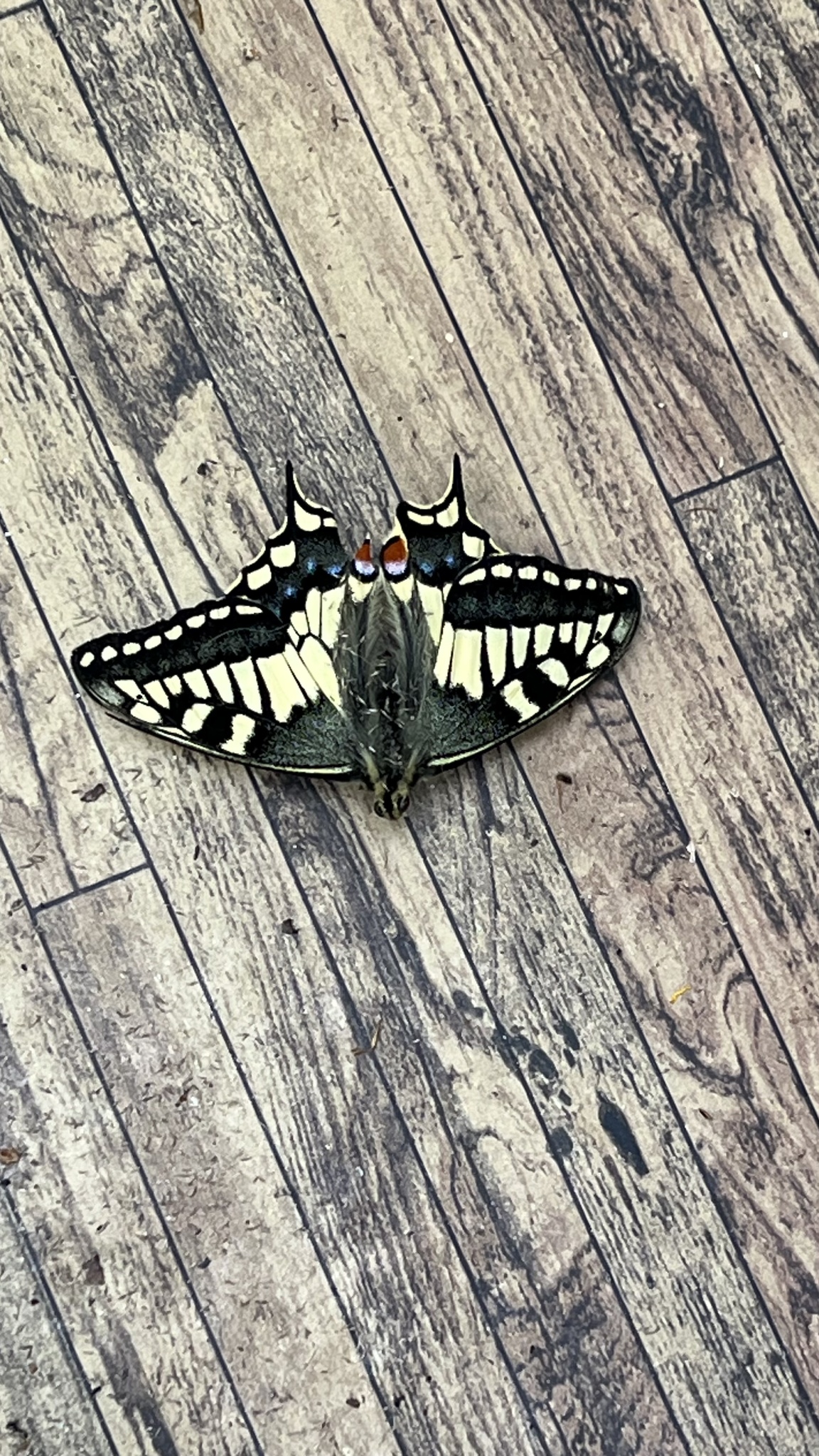 Common Yellow Swallowtail