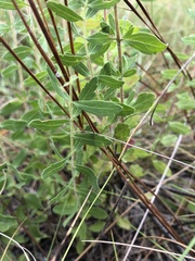 Eupatorium glaucescens