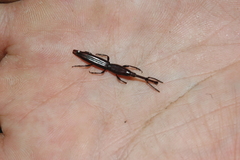 Brentinae