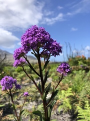 Phyllopodium phyllopodioides
