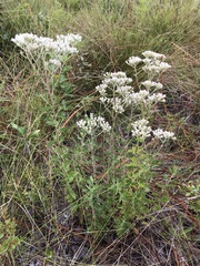 Eupatorium glaucescens