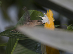 Phaethornis striigularis