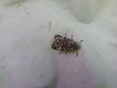 Sympistis chionanthi