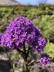Phyllopodium phyllopodioides