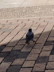 Corvus cornix