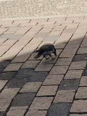 Corvus cornix