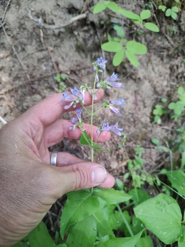 Wilcox's Penstemon (Penstemon wilcoxii)