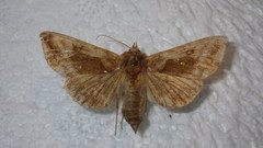Autographa jota
