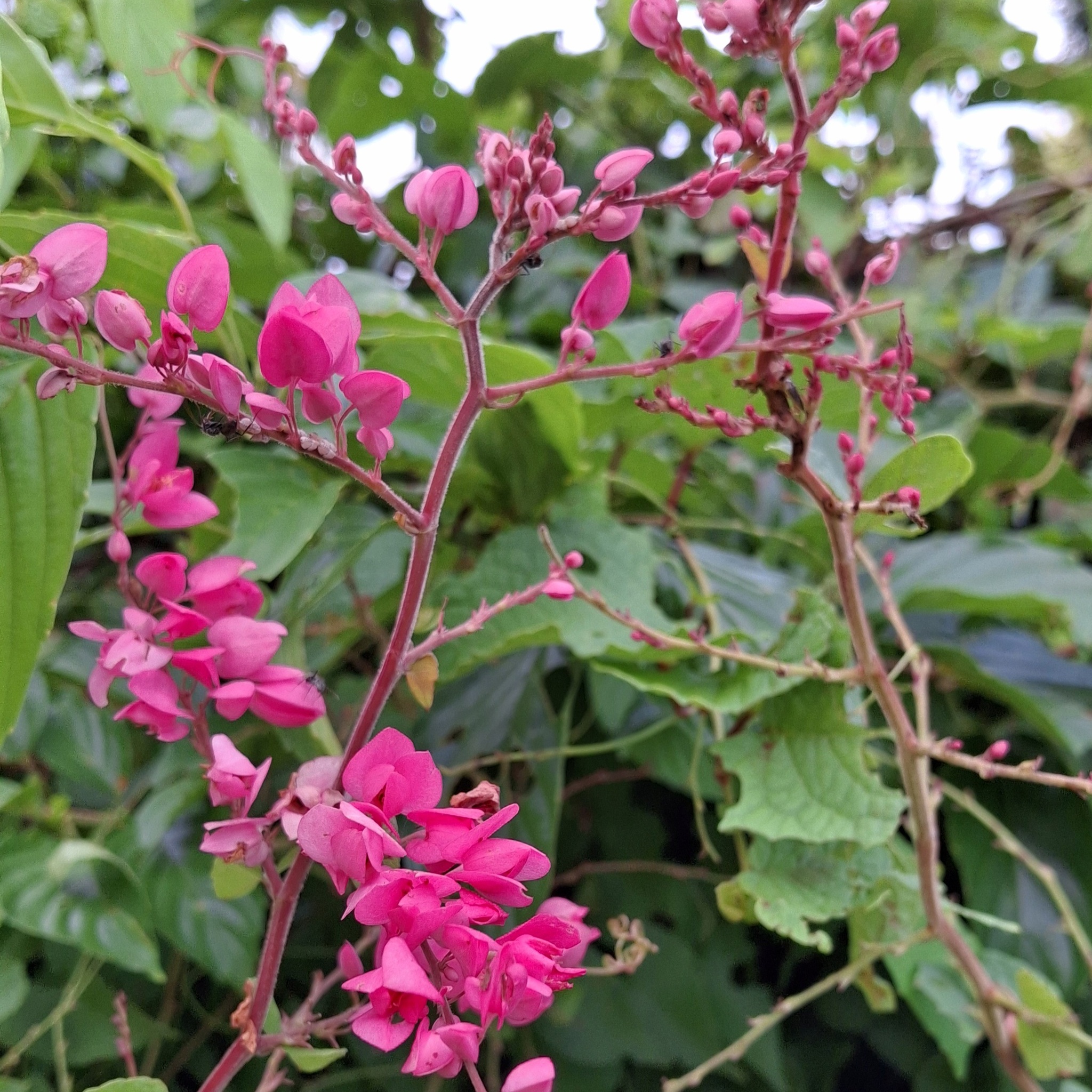 Antigonon leptopus