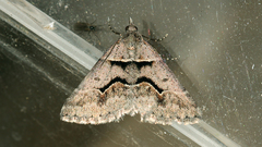 Dichromodes atrosignata