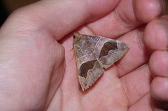 Bastilla joviana
