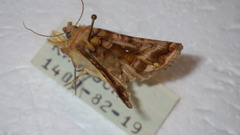 Autographa jota