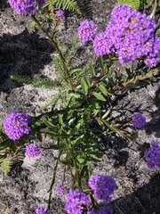 Phyllopodium phyllopodioides