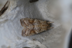 Lithophane bethunei