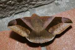 Bastilla maturata