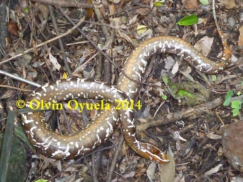 Southern Cantil