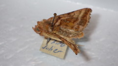 Autographa jota