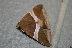 Bastilla fulvotaenia