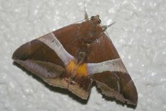 Bastilla fulvotaenia