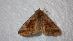 Autographa jota