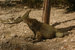 Cyclura cornuta