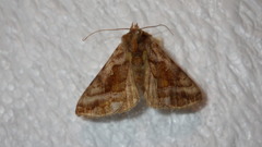 Autographa jota