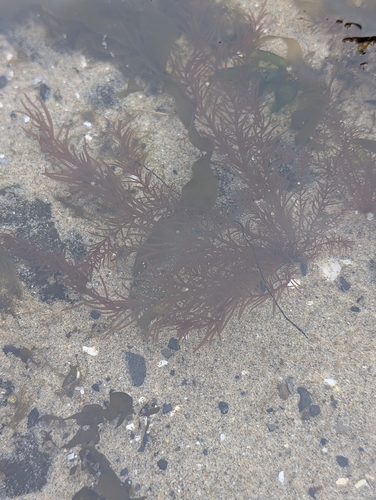 Gloiosiphonia verticillaris observed 2025-06-14