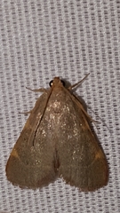 Hypsopygia binodulalis