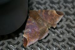 Pindara illibata
