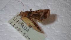 Autographa jota