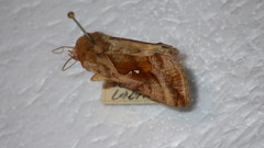 Autographa jota