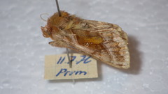 Autographa jota