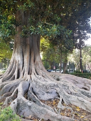 Ficus macrophylla