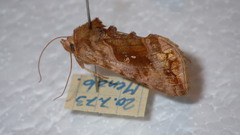 Autographa jota