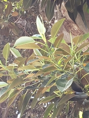 Ficus macrophylla