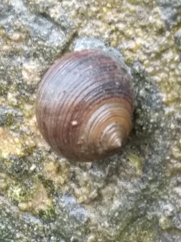 Common Periwinkle