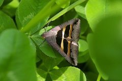 Grammodes geometrica