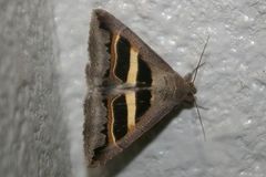 Grammodes geometrica