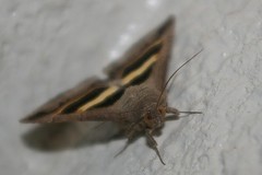 Grammodes geometrica