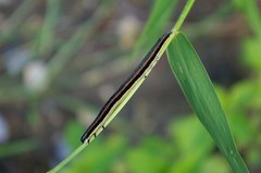 Grammodes geometrica