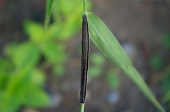 Grammodes geometrica