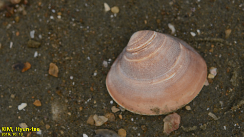 Meretrix petechialis