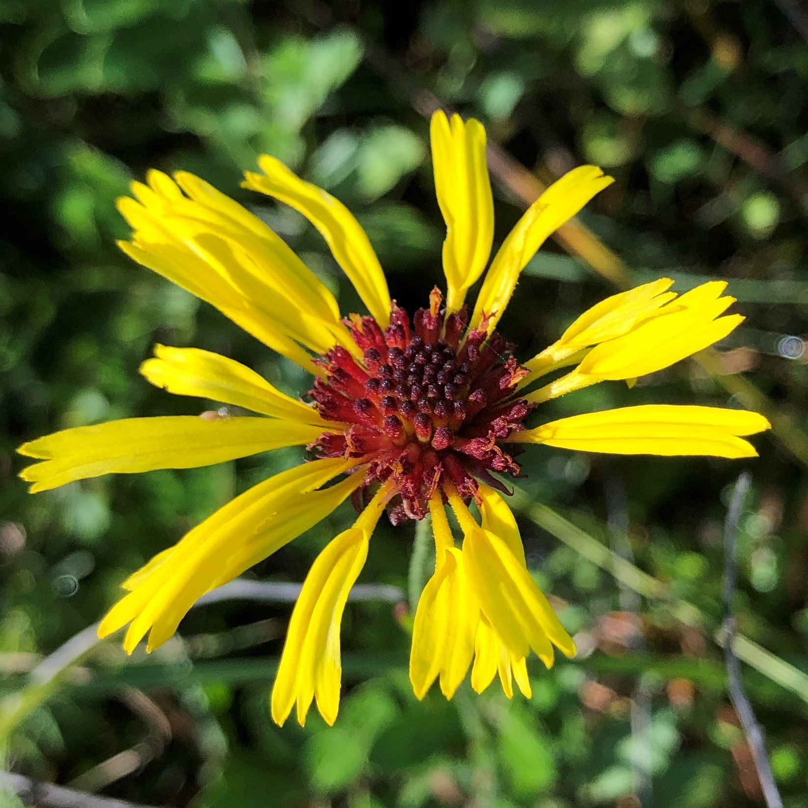 Balduina atropurpurea