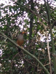 Turdus abyssinicus