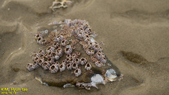 Fistulobalanus albicostatus