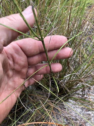 Asclepias cinerea image