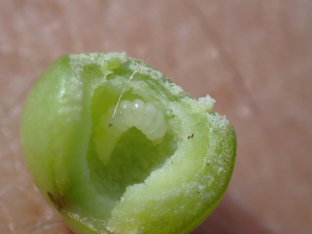 Smooth Pea Gall