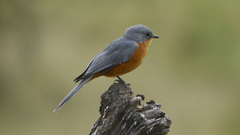 Melaenornis semipartitus